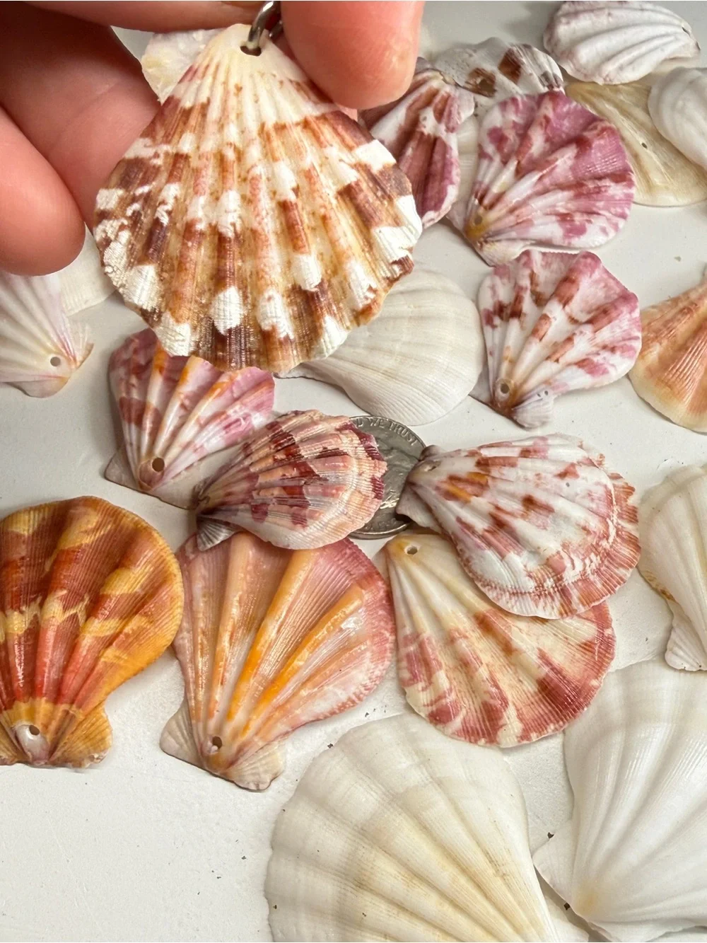 New! Natural Folded Scallops Pre Drilled Holes DIY Jewelry Making Crafting Lot